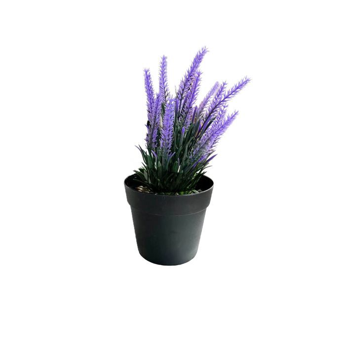Hediyelik Saksıda Lavanta Çiçeği - 1